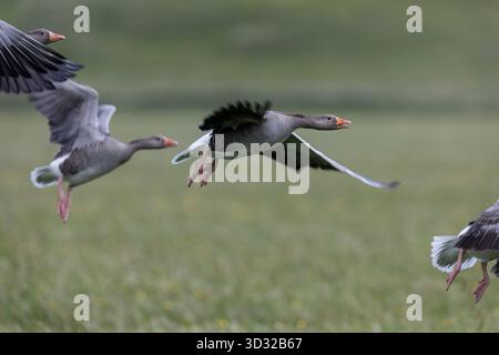 Greylag Goose; Anser anser; Flight; UK Foto Stock