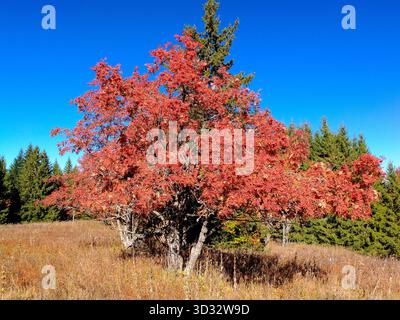 Albero di Rowan dai colori rossi autunnali. Foto Stock