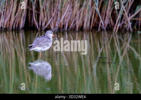 Comune Redshank (Tringa totanus) in cerca di cibo in una laguna della Camargue, in Francia. Foto Stock