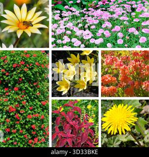 Un vibrante collage a più pannelli mostra una collezione variegata di fiori e fogliame da giardino colorati, tra cui rosa, giallo, rosso e fiori d'arancio. Foto Stock