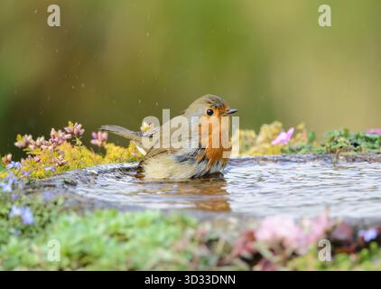 European robin erithacus rubecula, balneazione in giardino per uccelli, County Durham, Inghilterra, Regno Unito, ottobre. Foto Stock