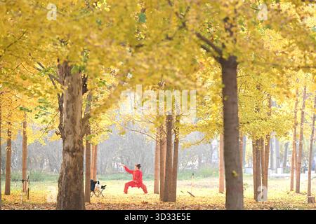 Pechino, la provincia cinese di Hebei. 4 novembre 2025. Un cittadino esercita in una foresta di ginkgo nella città di Shijiazhuang, nella provincia di Hebei, nella Cina settentrionale, 4 novembre 2025. Crediti: Chen Qibao/Xinhua/Alamy Live News Foto Stock