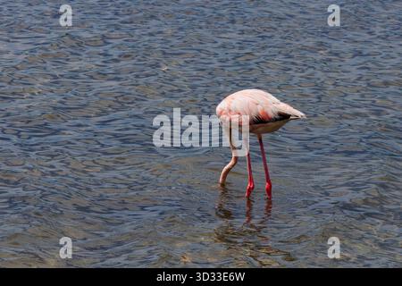 Fenicottero con la testa che si nutre sott'acqua Foto Stock