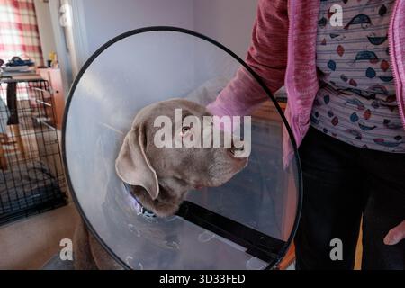 Sad Silver maschio Labrador cane si sta riprendendo con un collare a cono medico a casa. Foto Stock