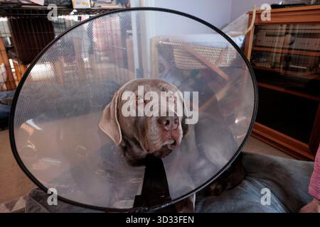 Sad Silver maschio Labrador cane si sta riprendendo con un collare a cono medico a casa. Foto Stock