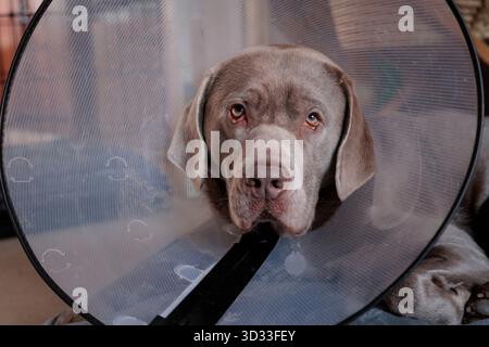 Sad Silver maschio Labrador cane si sta riprendendo con un collare a cono medico a casa. Foto Stock