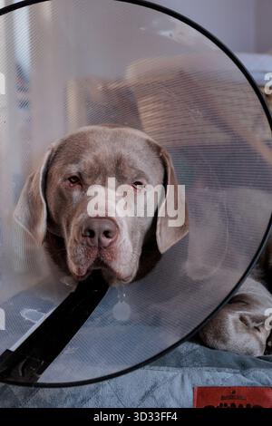 Sad Silver maschio Labrador cane si sta riprendendo con un collare a cono medico a casa. Foto Stock