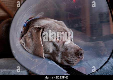 Sad Silver maschio Labrador cane si sta riprendendo con un collare a cono medico a casa. Foto Stock