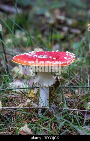 Un fungo Fly agarico (Amanita muscaria) nella foresta in autunno Foto Stock