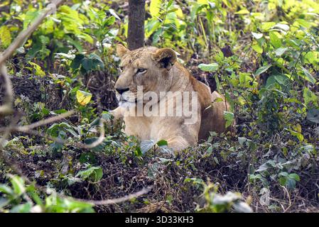 Lioness riposa in una fitta vegetazione: Tranquillo ritratto della fauna selvatica nell'habitat naturale Foto Stock