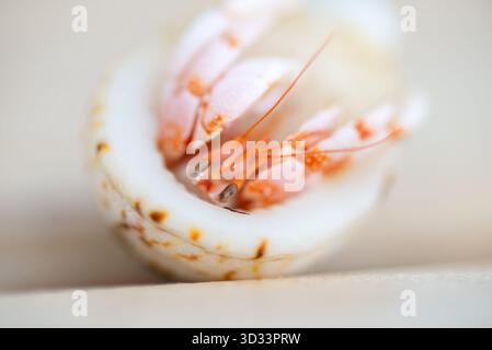 Primo piano di granchio eremita, corpo rosa, guscio bianco, artigli dettagliati, consistenza. Foto Stock