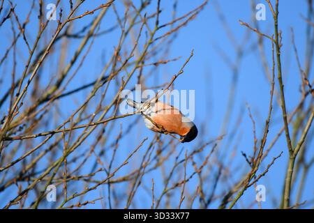 Bullfinch eurasiatico Pyrrrhula pyrrhula, maschio che si nutre di cime di salice, Cleveland, Inghilterra, Regno Unito, gennaio. Foto Stock