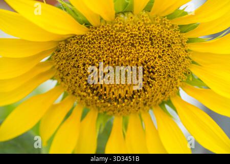 Primo piano di un fiore di girasole Foto Stock