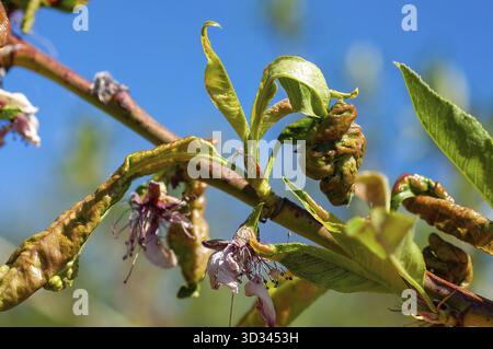 Primo piano di un ramo di pesca con foglie e fiori distorti contro un cielo blu brillante. Mostra segni di una malattia Foto Stock