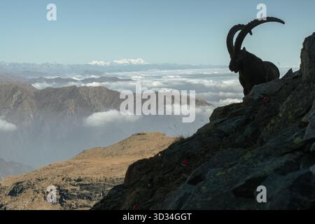 Vista frontale grandangolare di uno stambecco alpino maschile che si erge su un ripido burrone roccioso, con uno sfondo di soffici nuvole e creste che emergono da loro. Foto Stock
