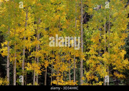 I brillanti aspens autunnali circondano il lago Big sul Mogollon Rim vicino a Greer, Arizona, con vivaci sfumature di oro e arancione. Foto Stock