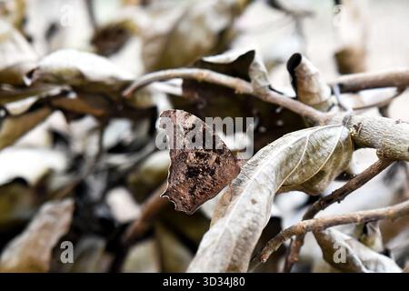 Brown Moth che riposa su foglie essiccate e Twigs in Autunno Fotografia di dettaglio della scena naturale Foto Stock