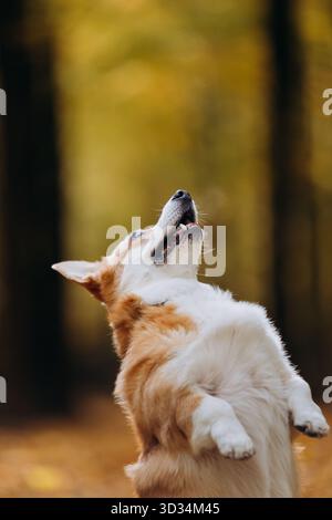 Simpatico cane Corgi in piedi sulle gambe posteriori nella foresta autunnale, che si prepara a fare un regalo durante la sessione di allenamento Foto Stock