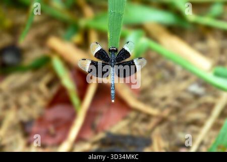 Dragonfly appollaiata su Green Grass Blade Macro Closeup Nature Photo Foto Stock