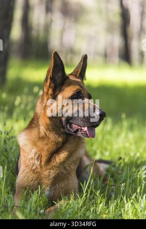 Puro pastore tedesco cane posa sull'erba Foto Stock