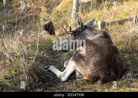 Alci o elk, Alces alces, toro giovane con corna di appoggio al suolo in un parco di alce in Norvegia Foto Stock
