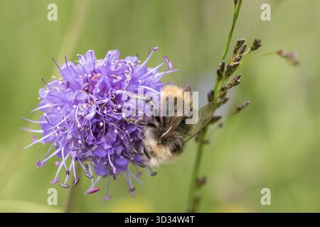 Bumblebee precoce o bumblebee precoce, Bombus pratorum, maschio seduto sui diavoli un po' scabioso, Succisa pratensis, in Norvegia Foto Stock