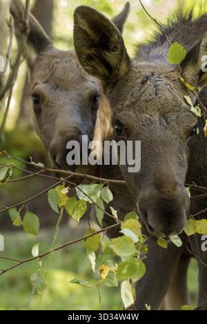 Unione elk Alces alces, nella foresta, due giovani vitelli di mangiare le foglie, da un parco di alce in Norvegia, l'immagine verticale Foto Stock