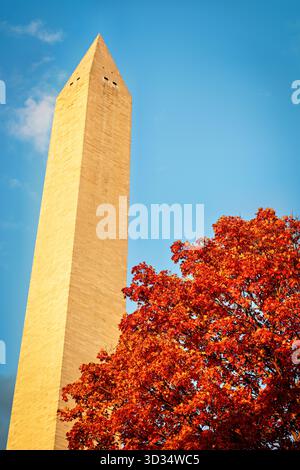 Washington Monument with Autumn Leaves Washington DC // WASHINGTON DC — il Washington Monument, un obelisco di spicco, sorge accanto alle vibranti foglie autunnali di Washington DC. Questo iconico monumento nazionale commemora George Washington, il primo presidente degli Stati Uniti. Con i suoi 169,29 metri (555 piedi e 1/8 pollici) di altezza, è la struttura in pietra e l'obelisco più alti del mondo. Costruito in marmo, granito e gneiss di pietra blu, il monumento fu completato nel 1884. Il monumento e il fogliame sono illuminati dalla luce del sole del tardo pomeriggio. Foto Stock