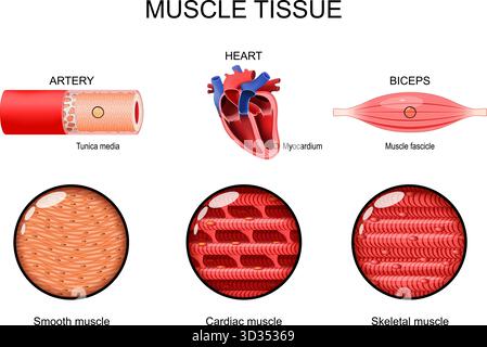 Tessuto muscolare. Muscoli lisci, cardiaci e scheletrici. Tunica media in Artery. Miocardio nel cuore. Fascicolatore muscolare in bici. Illustrazione vettoriale Illustrazione Vettoriale