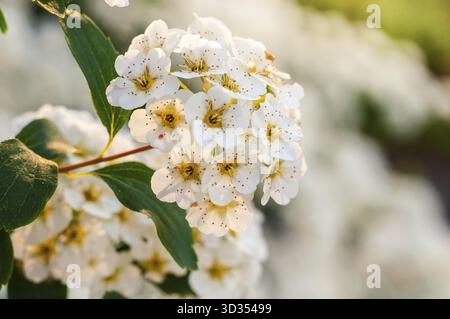Primo piano di un arbusto di Spiraea in fiore, che mostra i delicati fiori bianchi con centri gialli e foglie verdi a contrasto durante la stagione primaverile Foto Stock