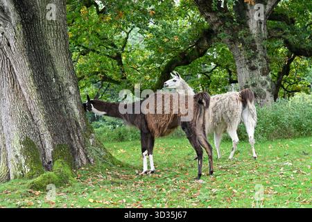 Due lama Lama, Lama glama, nel parco Scozia Regno Unito settembre Foto Stock