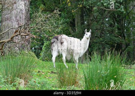 White Llama, Lama glama, nel parco Scozia Regno Unito settembre Foto Stock