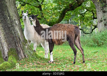 Due lama Lama, Lama glama, nel parco Scozia Regno Unito settembre Foto Stock