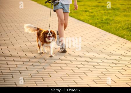 Il cane allegro cammina lungo il sentiero lastricato al guinzaglio, accanto al suo proprietario. Il carino re Charles Spaniel corre lungo il marciapiede accanto al suo proprietario, ragazza. Il bambino gioca a wi Foto Stock