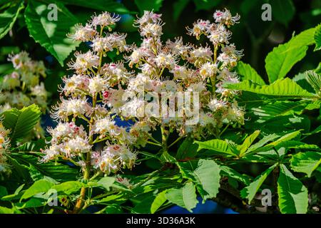 Albero in fiore di castagno in primavera Foto Stock
