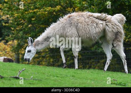 White Llama, Lama glama, nel parco Scozia Regno Unito settembre Foto Stock