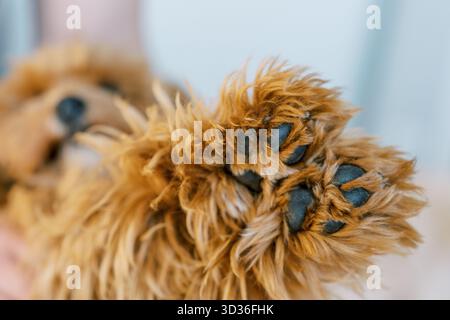 Primo piano dettagliato delle zampe di un morbido cucciolo con morbida pelliccia dorata e cuscinetti scuri. L'ambiente giocoso e accogliente mette in risalto il fascino e la delicatezza di questo hotel Foto Stock