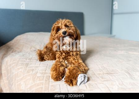 Piccolo cane marrone che riposa tranquillamente su un letto con le zampe allungate, guardando in avanti con un'espressione calma e tranquilla nella luce soffusa del giorno. Foto Stock