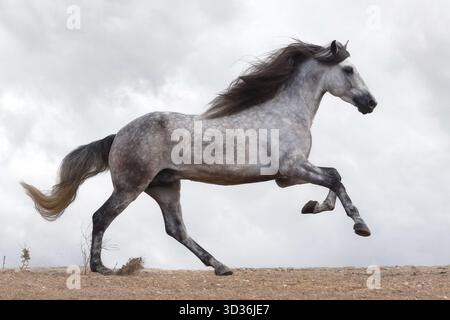 Il cavallo spagnolo puro (pura Raza Espaola) è un'antica razza della penisola iberica in Spagna e strettamente imparentata con il Lusitano. Foto Stock