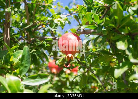 Un frutto di melograno rosso cresce su un albero a Spalato, Croazia. Foto Stock