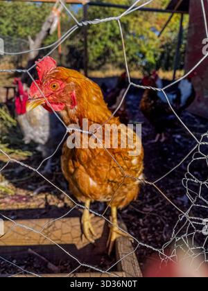 Un primo piano di una gallina marrone dorata in piedi all'interno di una culla recintata. La rete metallica in primo piano incornicia l'uccello mentre la luce del sole mette in risalto il suo pettine rosso, suggerimento Foto Stock