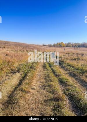 Una strada rurale sterrata si snoda attraverso un prato dorato sotto un cielo azzurro vivace, catturando spazi aperti, luce autunnale e un'atmosfera tranquilla di campagna. Foto Stock
