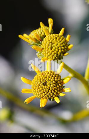 Primo piano con fiori selvatici gialli e sfondo sfocato Foto Stock
