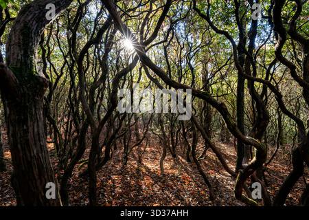 La luce del sole viene filtrata attraverso la foresta alberata della Headwaters State Forest, vicino a Brevard, North Carolina, Stati Uniti Foto Stock