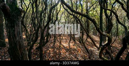 La luce del sole viene filtrata attraverso la foresta alberata della Headwaters State Forest, vicino a Brevard, North Carolina, Stati Uniti Foto Stock