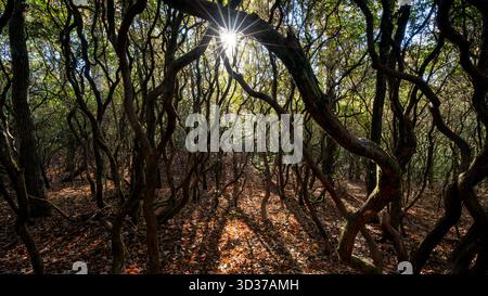 La luce del sole viene filtrata attraverso la foresta alberata della Headwaters State Forest, vicino a Brevard, North Carolina, Stati Uniti Foto Stock