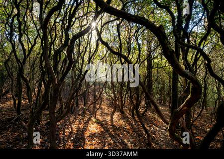 La luce del sole viene filtrata attraverso la foresta alberata della Headwaters State Forest, vicino a Brevard, North Carolina, Stati Uniti Foto Stock