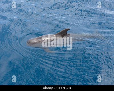 Una balena pilota a pinna corta, Globicephala macrorhynchus, nuota nel Mare di banda, Indonesia. Questi cetacei altamente sociali possono vivere oltre 40 anni. Foto Stock