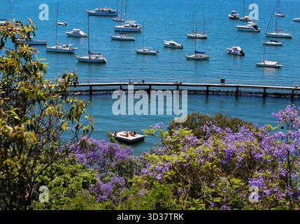 Sydney. 5 novembre 2025. Questa foto scattata il 5 novembre 2025 mostra lo scenario di jacaranda al Murray Rose Pool a Sydney, Australia. Credito: Ma Ping/Xinhua/Alamy Live News Foto Stock