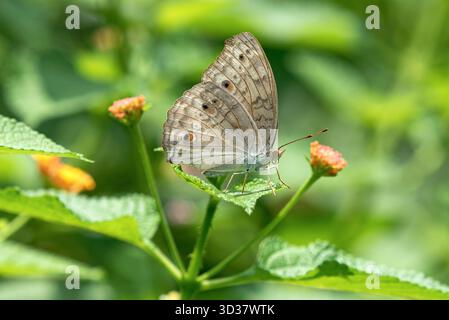 Farfalla sul Fiore giallo nel Green Garden, vivace e colorata scena naturale con Pollinator Foto Stock
